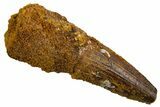 Fossil Spinosaurus Tooth - Real Dinosaur Tooth #326247-1